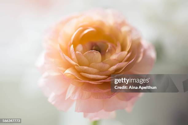 Peach Yellow Ranunculus 88 Peach Ranunculus Stock Photos, High-Res Pictures, and Images - Getty ...