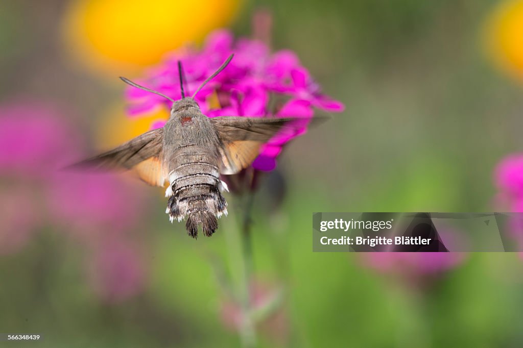 Macro Photography