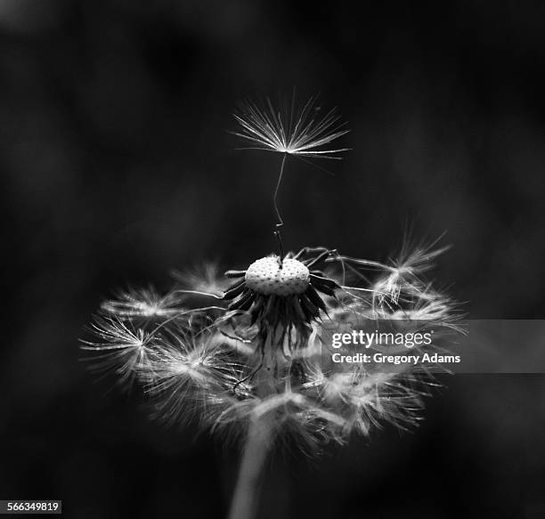 macro photography - hatboro photos et images de collection