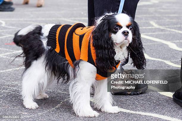 Cavalier King Charles Spaniel Dressed in a costume