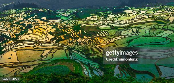 rice terrace at yuanyang. china - yuanyang stock pictures, royalty-free photos & images