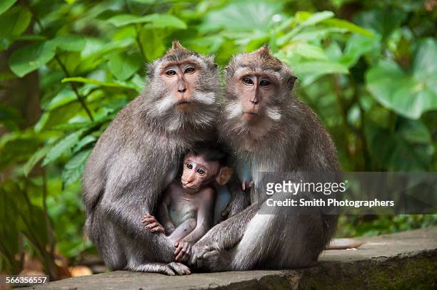 monkeys sitting on stone banister - animal family stock-fotos und bilder