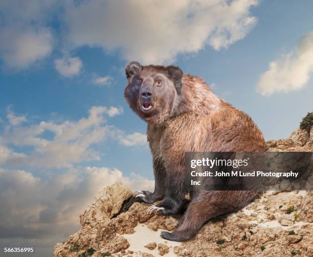 surprised bear at edge of rocky cliff under cloudy sky - california bear stock pictures, royalty-free photos & images
