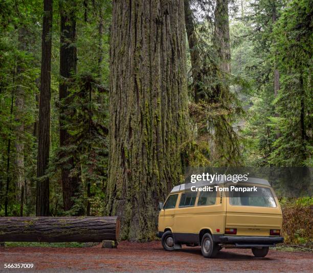 van parked by redwood trees in forest, humboldt, california, united states - camping van stock pictures, royalty-free photos & images