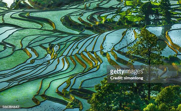 rice terrace at yuanyang. china - rice paddy stock pictures, royalty-free photos & images