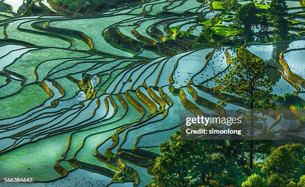 rice terrace at yuanyang. china - kunming stock pictures, royalty-free photos & images