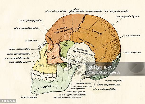 Diagram Of Human Skull Photos and Premium High Res Pictures - Getty Images