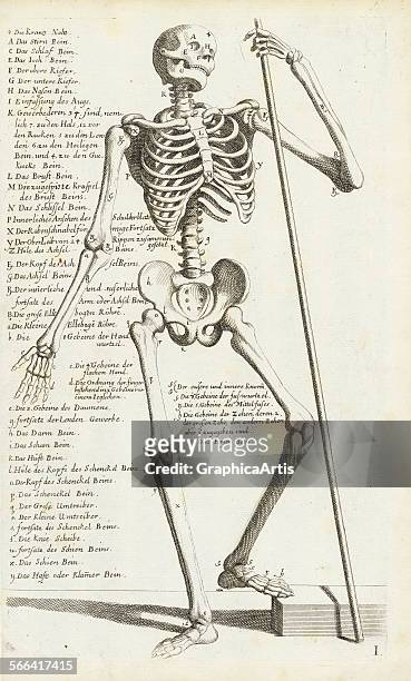Anatomical study of a human skeleton holding a spear by Carlo Cesi , engraving, 1709. From a German edition of the book 'L'Anatomia Dei Pittori del...