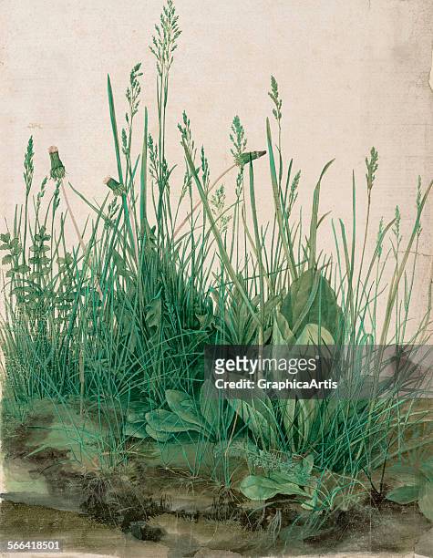 The Large Piece of Turf by Albrecht Durer ; watercolor and gouache on vellum, 1503. From the Albertina Museum, Vienna.
