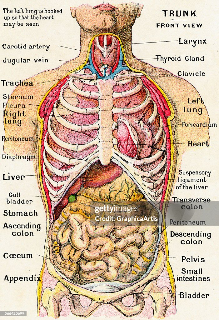 Anatomical View Of Human Torso