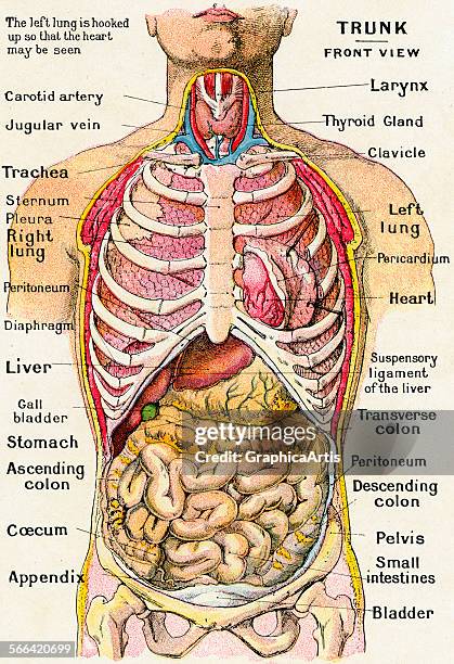 Anatomy Human Torso Model Labeled Organs Discounted Deals | www ...
