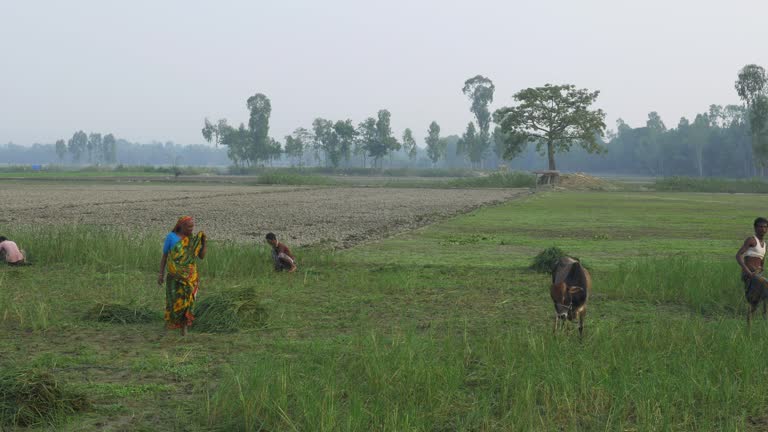 Destroyed Rice 278 Failed Harvest Stock Videos, Footage, & 4K Video Clips - Getty Images