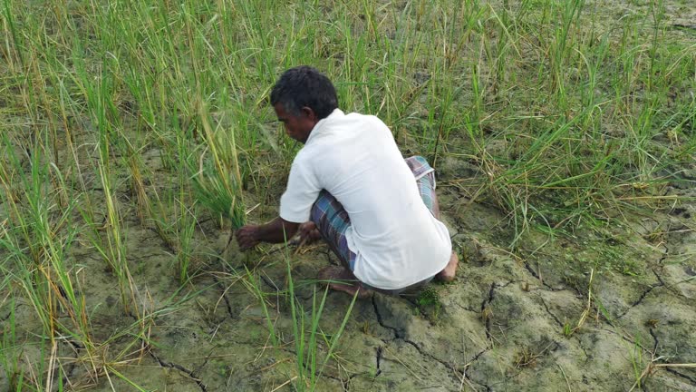 Destroyed Rice 278 Failed Harvest Stock Videos, Footage, & 4K Video Clips - Getty Images
