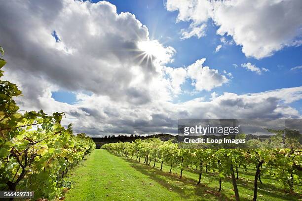 Rows of vines in Biddenden vineyard.