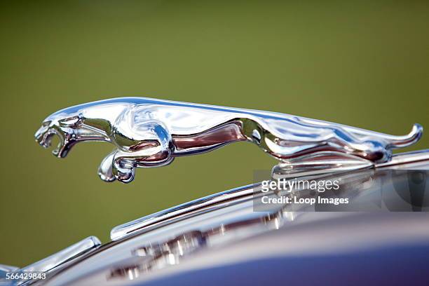 Close up view of the bonnet of a classic Jaguar car at Goodwood revival.
