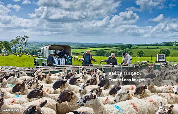 Sheep gathered in for drenching to rid them of intestinal parasites.