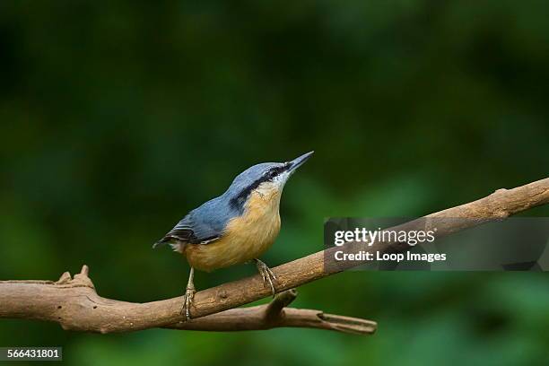 Nutchatch on a twig.