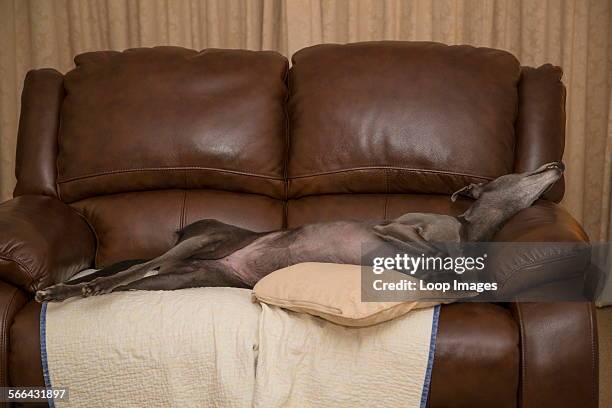 157 Greyhound Sleeping Stock Photos High Res Pictures And Images 157-greyhound-sleeping-stock-photos-high-res-pictures-and-images
