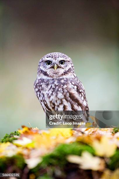 Little Owl.