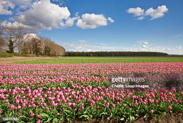 Tulip fields at Narborough near Swaffham in the Norfolk countryside.