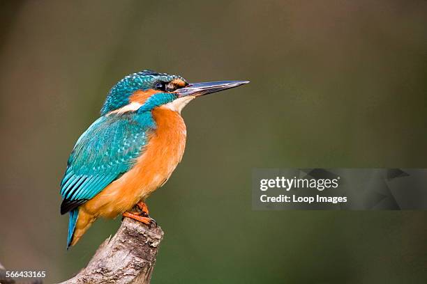 Kingfisher perching on a branch.