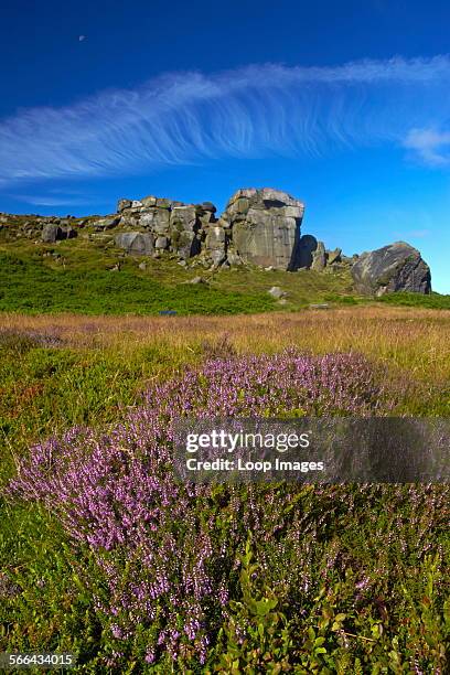 Cow Bug Rocks 274 Cow And Calf Rocks Stock Photos, High-Res Pictures, and Images ...