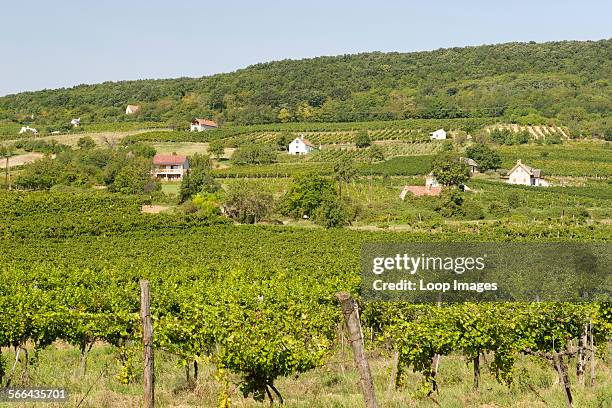 Vineyards of Kaptalantoti near Lake Balaton.