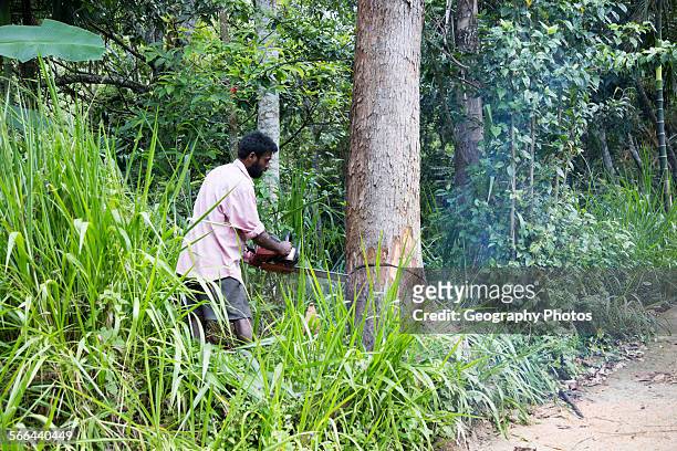 Man using chainsaw to fell teak tree, Ella, Badulla District, Uva Province, Sri Lanka, Asia.