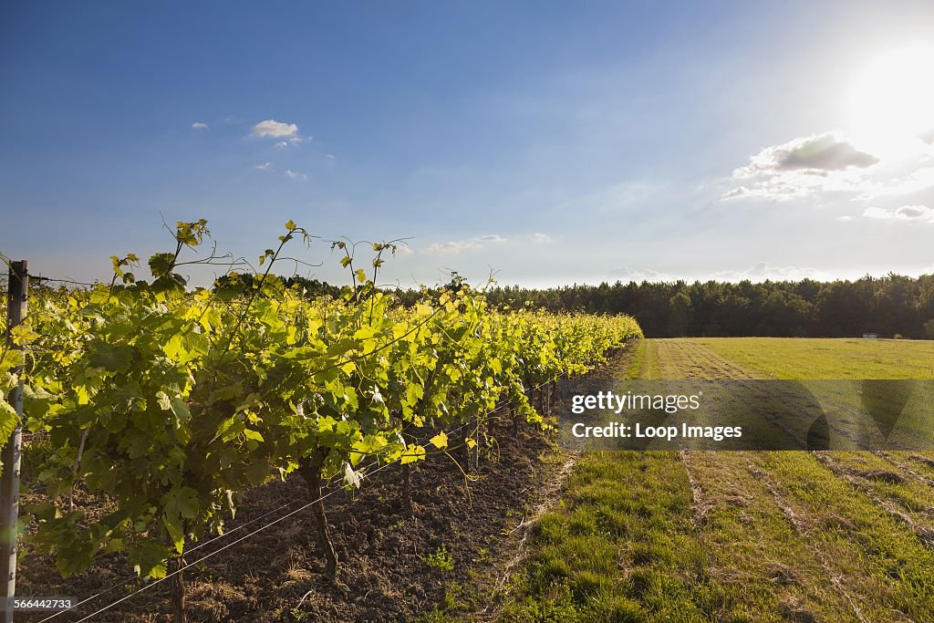 Poitou Charente