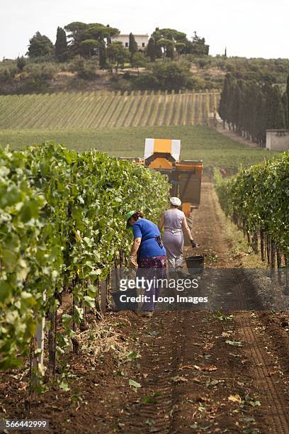 Hand grape pickers following the mechanical harvester harvesting wine grapes in Frascati in Italy.