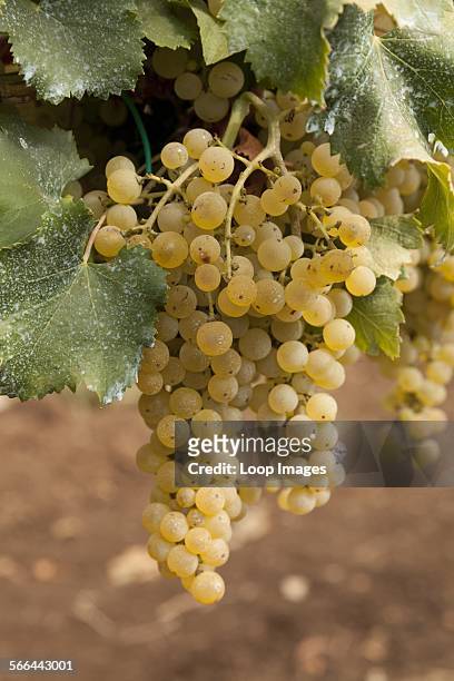 Close up of ripe Trebbiano wine grapes on the vine ready for harvesting.