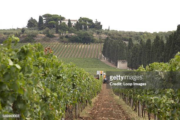 Rows on vines with a mechanical harvester in the distance harvesting the wine grapes in Frascati in Italy.