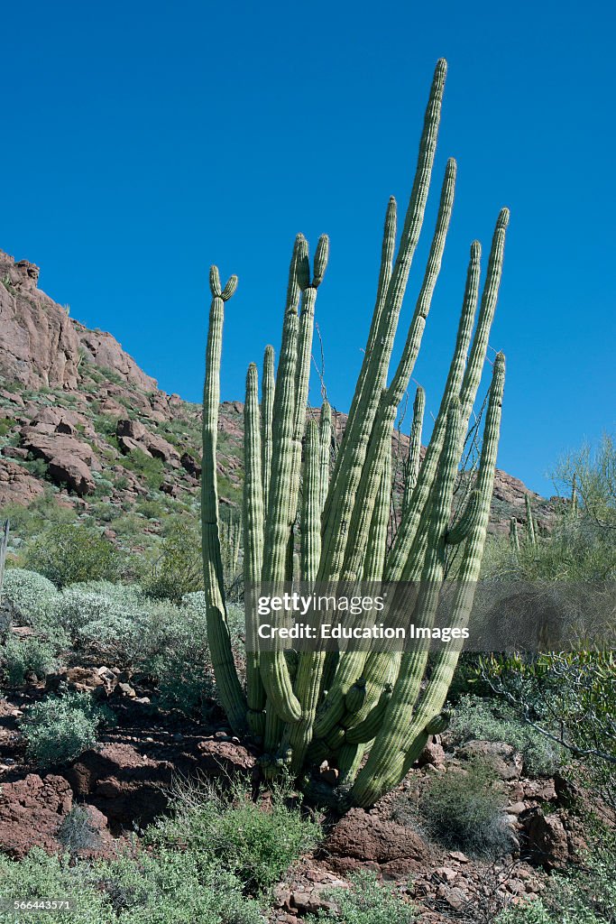 Arizona, Organ Pipe Cactus National Monument, Alamo Canyon Trail