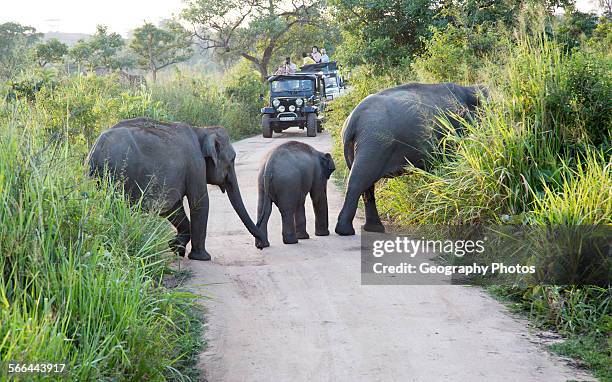 Wild elephants in Hurulu Eco Park biosphere reserve, Habarana, Anuradhapura District, Sri Lanka, Asia.