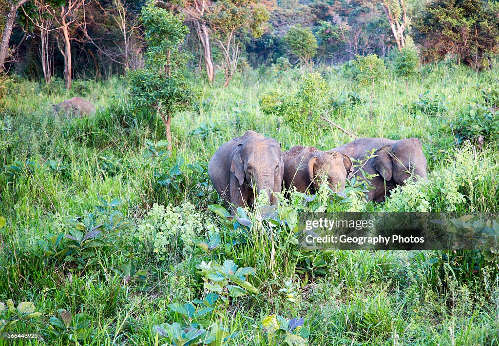 Wild elephants in Hurulu Eco Park biosphere reserve, Sri Lanka