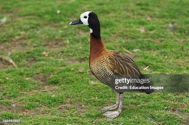 White Faced Whistling Duck, Dendrocygna viduata, Slimbridge, Gloucestershire.