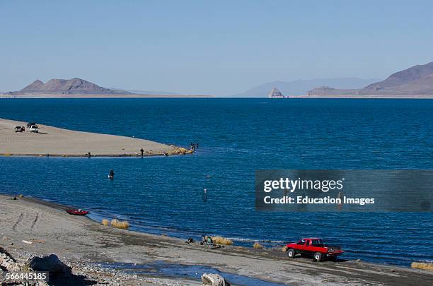 Pyramid Waders 46 Paiute Tribe Reservation Stock Photos, High-Res Pictures, and Images ...