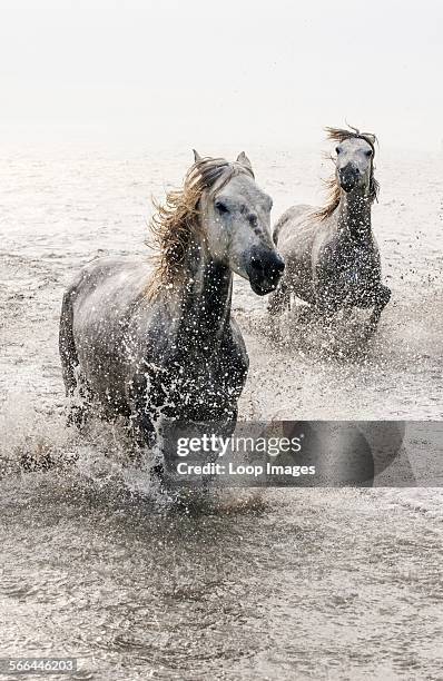 Camargue white horses galloping through water..