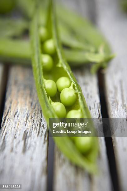 Freshly picked organic Pea pods.