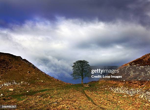 View of Sycamore Gap in Hadrian's Wall.