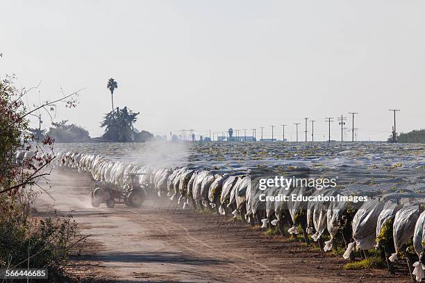 Spraying pesticide at grape vineyard. Tulare County, San Joaquin Valley, California.