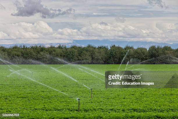 Crops being irrigated in Kern County, San Joaquin Valley, California.