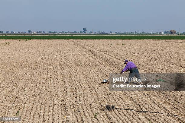 Worker shoveling a crop field. Fresno County, San Joaquin Valley, California.