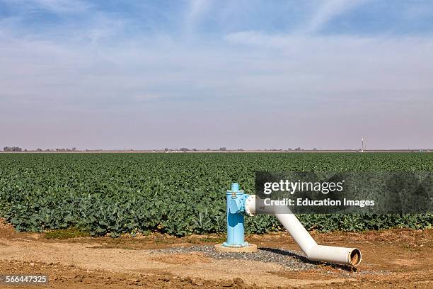 Broccoli crop. Rod Cardella runs Cardella Winery, a family business since 1969, which grows almonds, broccoli and other crops as well as grapes. With...