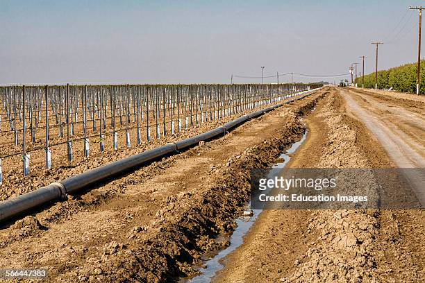 Irrigation ditch running next to vineyard and almond orchard. Rod Cardella runs Cardella Winery, a family business since 1969, which grows almonds,...
