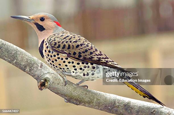 Flicker Types 538 Northern Flickers Stock Photos, High-Res Pictures, and Images ...