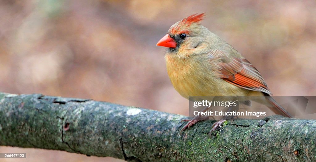 Cardinal Female Perched on Tree Branch, Animal Portrait