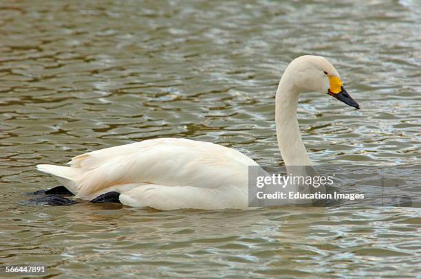 Bewick's Swan, Cygnus columbianus bewickii, Slimbridge, Gloucestershire.