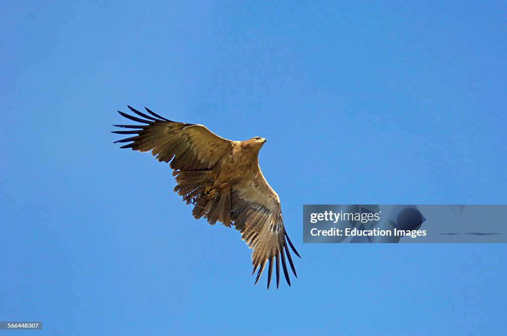 Tawny Eagle, Aquila rapax, ICBP, Newent, Gloucestershire