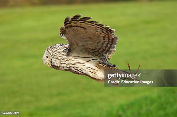 Ural Owl, Strix uralensis, ICBP, Newent, Gloucestershire.